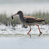Water birds